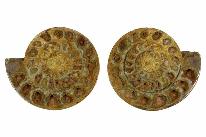 Cut & Polished Jurassic Ammonite (Perisphinctes) Fossil #369797